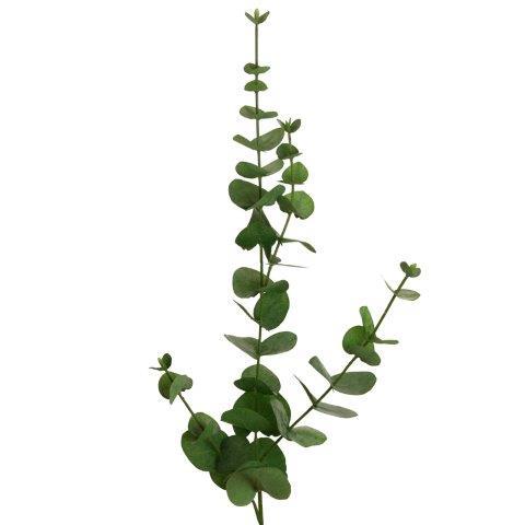 Eukalyptus 80 cm grün x4