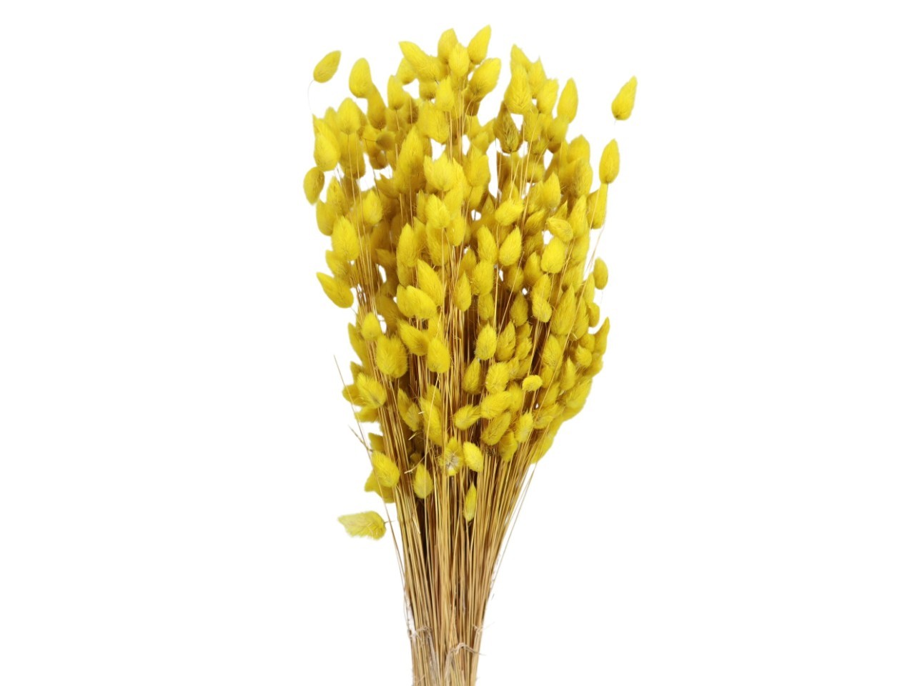 Lagurus gelb mittel 100gr.