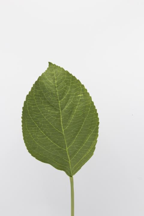 Hortensienblatt 17cm grün