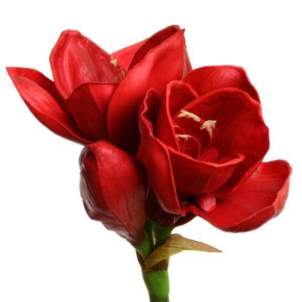 Amaryllis  super touch  58cm rot