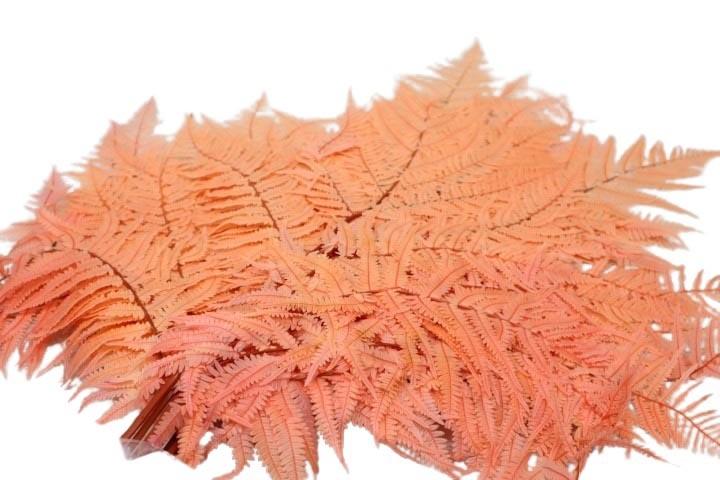 Bracken Farn melone107