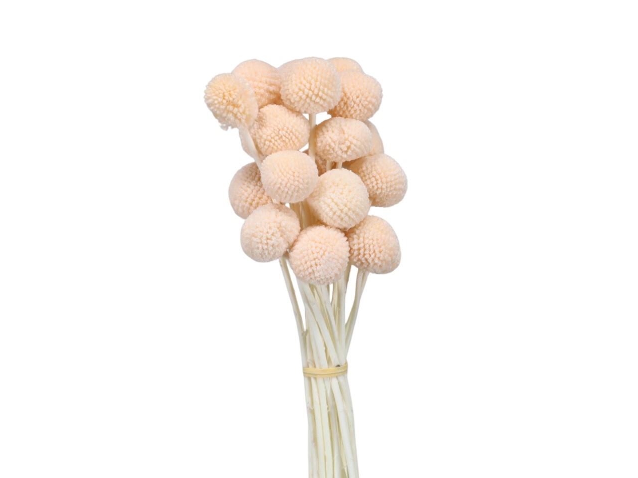 Craspedia getrocknet pfirsich L50-60cm Craspedia getrocknet pfirsich L50-60cm