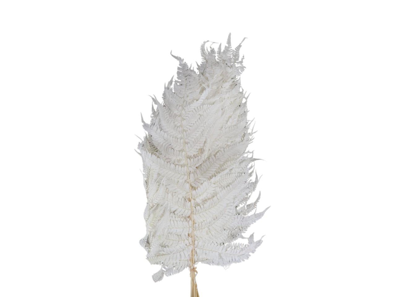 Farnblatt präpariert gebleicht L70x35cm