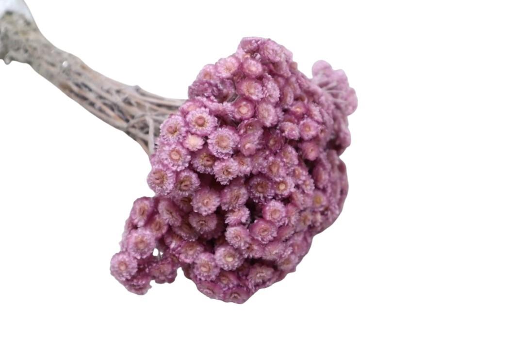 Immortellen altrosa105 50gr. Immortellen altrosa105 50gr.