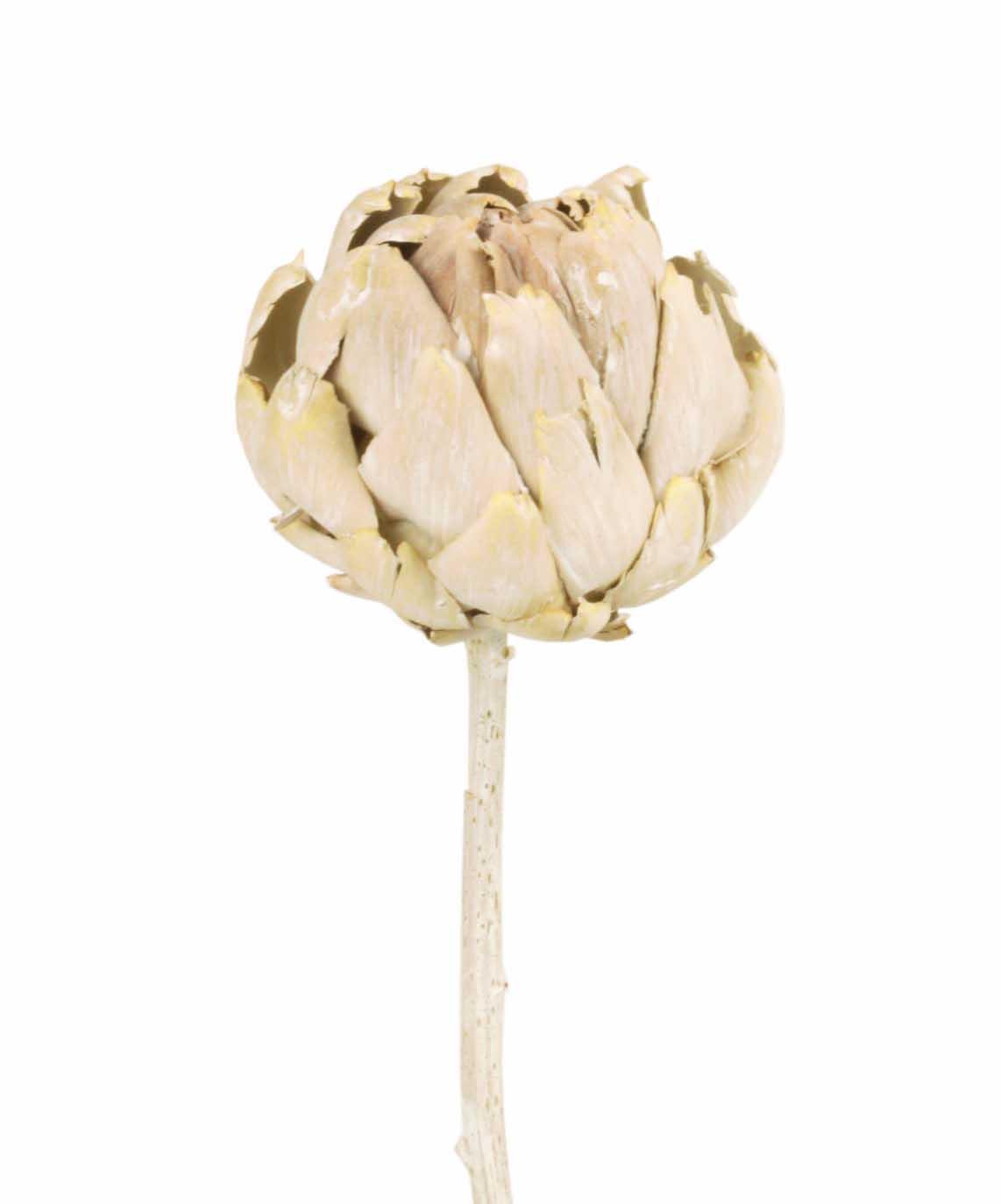 Artischocke white washed frosted Artischocke white washed frosted