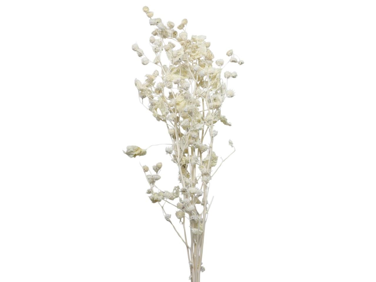 Stefani Zweige weiß 01