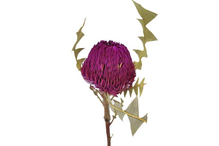 Banksia Baxterii D8-9/L40cm erika