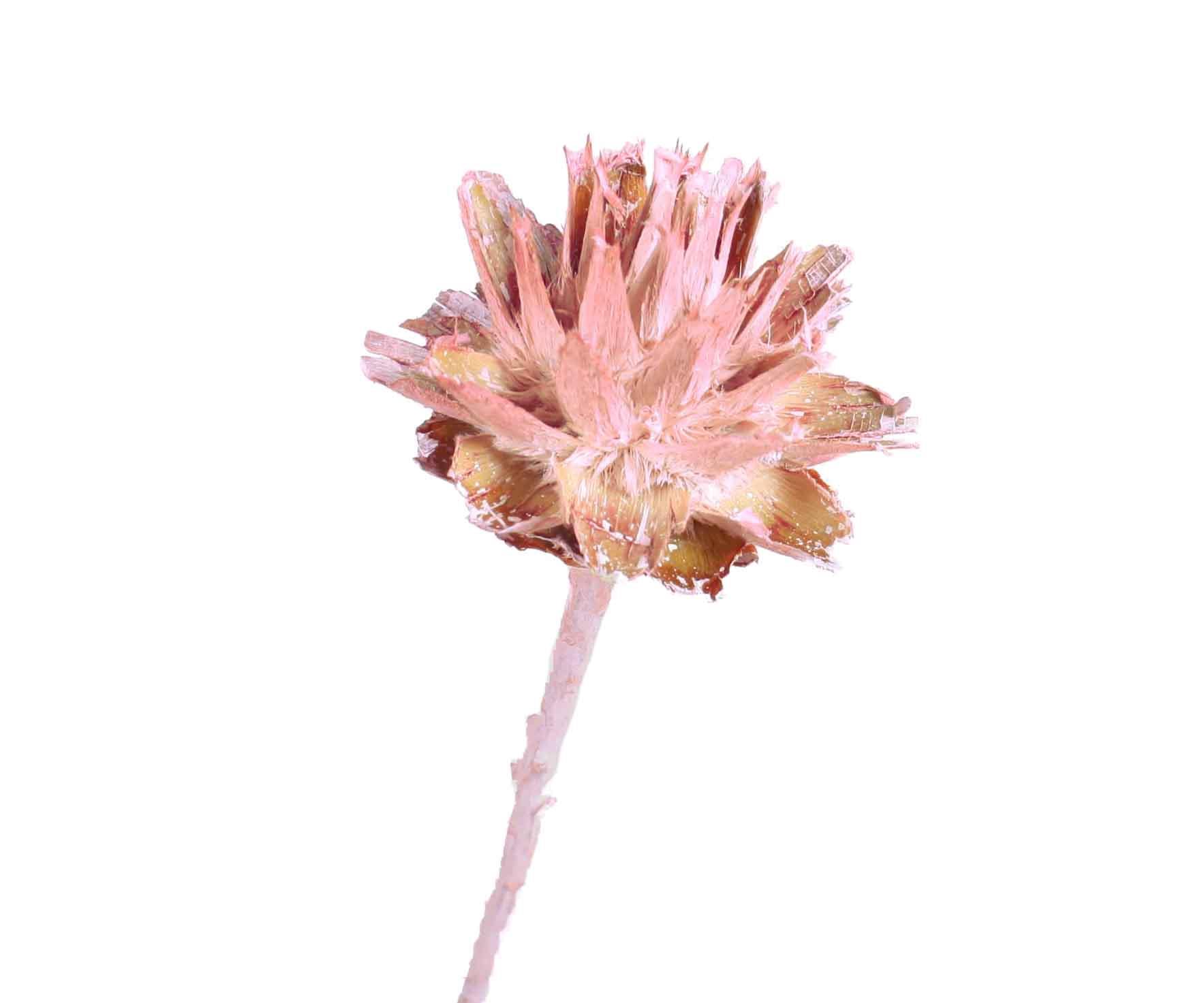 Leucospernum x1 altrosa frosted