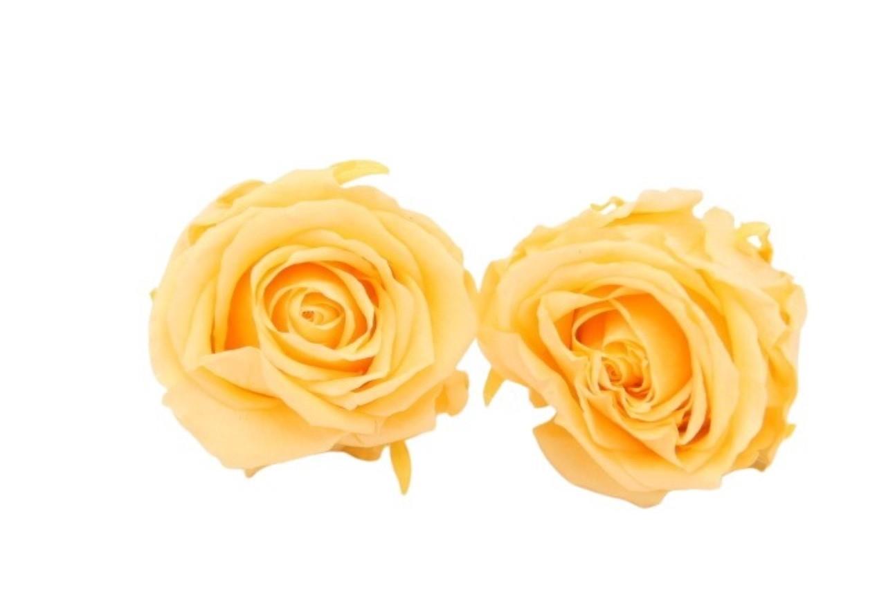 Rose stabilisiert Peach NETTO Rose stabilisiert Peach NETTO