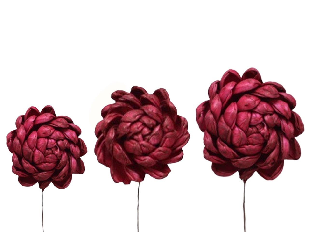 Dahlie Sola am Draht 6+8+10cm sortiert je 12St. bordeaux