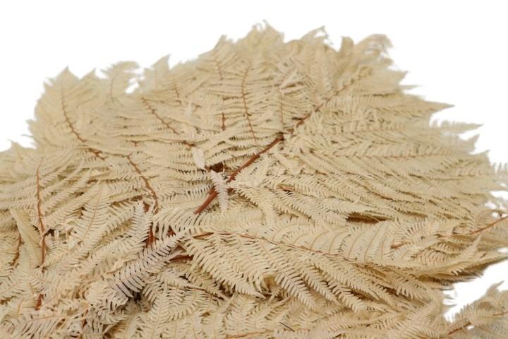 Bracken Farn sahara103