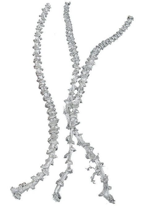 Bananenstiel L55cm white washed