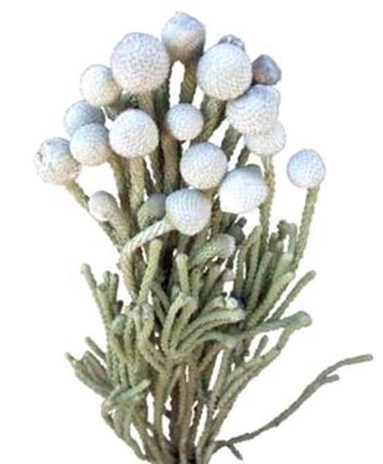 Brunia extra B5L40cm natur