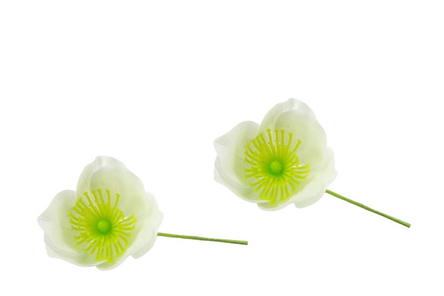 Christrose Astica weiss D7cm