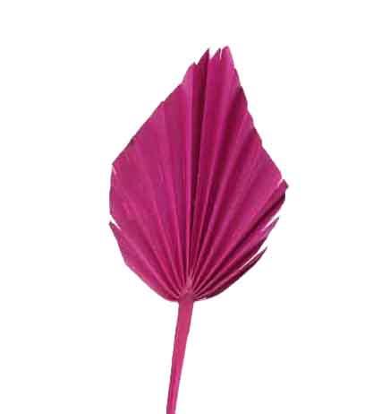 Palmspeer B10 H15 L50cm erika