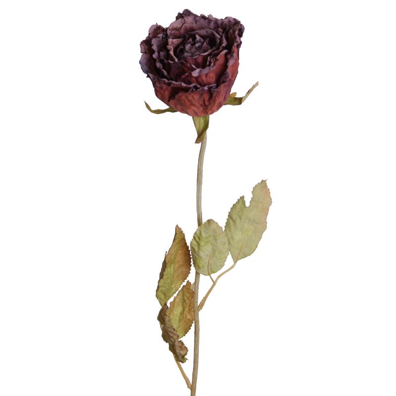 Rose Dry 53 cm rot