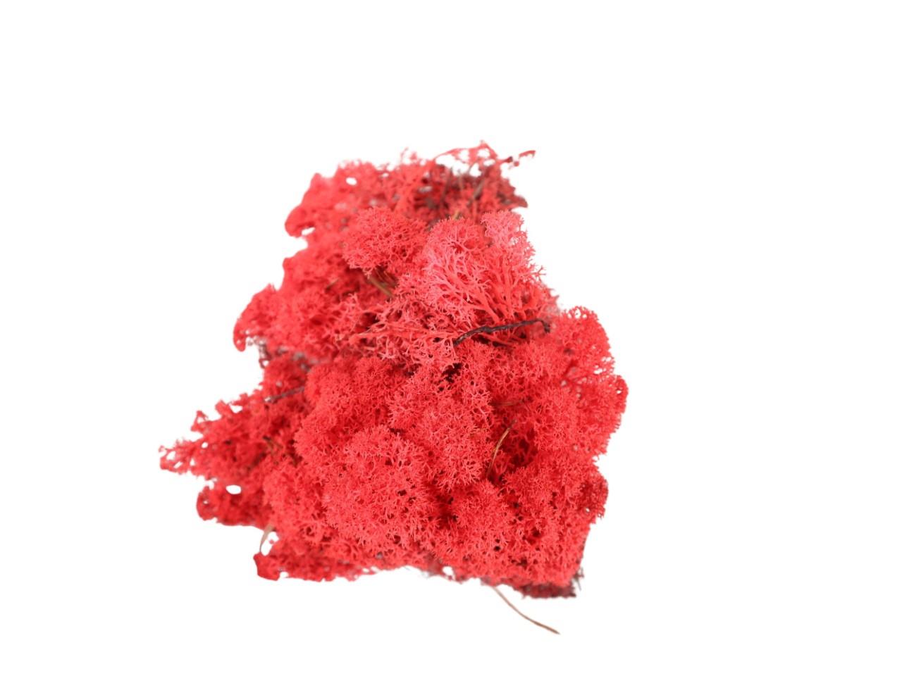 Islandmoos 500gr. rot