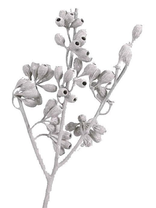 Eucalyptus Cluster Zweig L40-50cm white washed