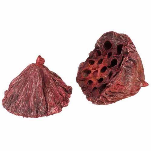 Lotos rot frosted D6-8cm