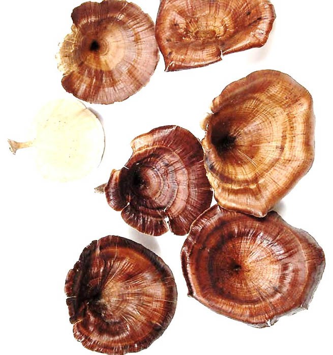 Kalyx groß natur lackiert