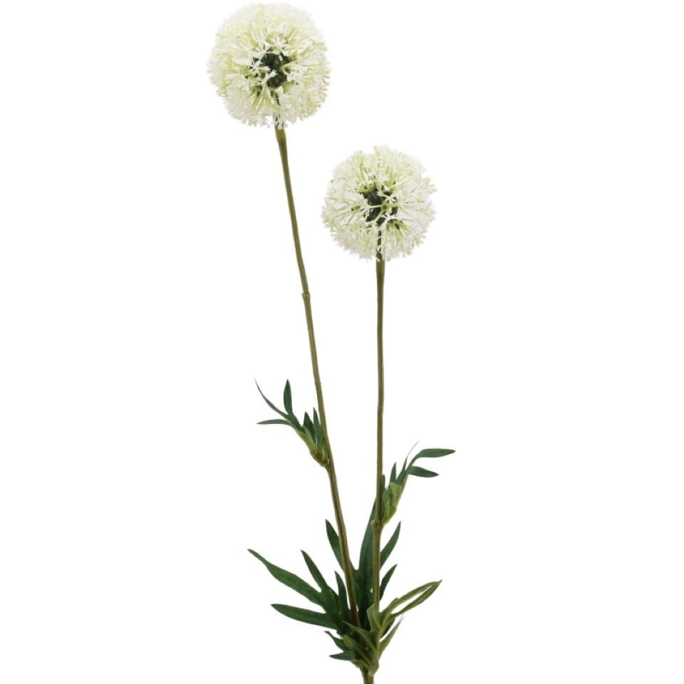 Allium m. 2 Blüten creme H74cm