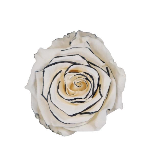 Rose "Extra" stabilisiert cream-schwarz NETTO Rose "Extra" stabilisiert cream-schwarz NETTO