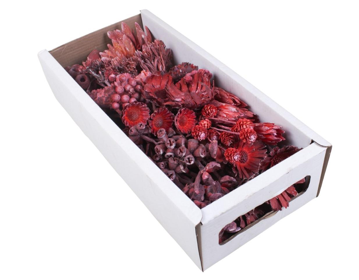 Exotensortiment Afrika rot frosted