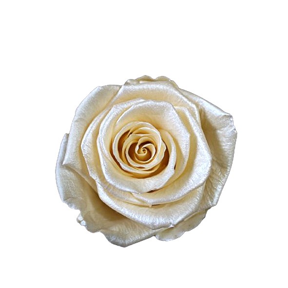 Rose "Extra" stabilisiert H6cmD6,5cm pearlescent ivory NETTO