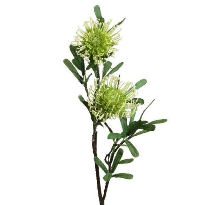 Protea Zweig 2 Blüten grün-creme L75cm