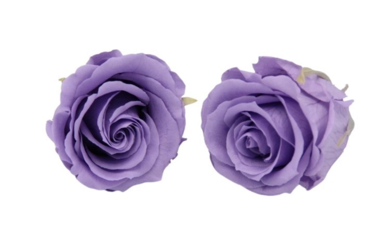 Rose stabilisiert Lilac/lavendel NETTO Rose stabilisiert Lilac/lavendel NETTO