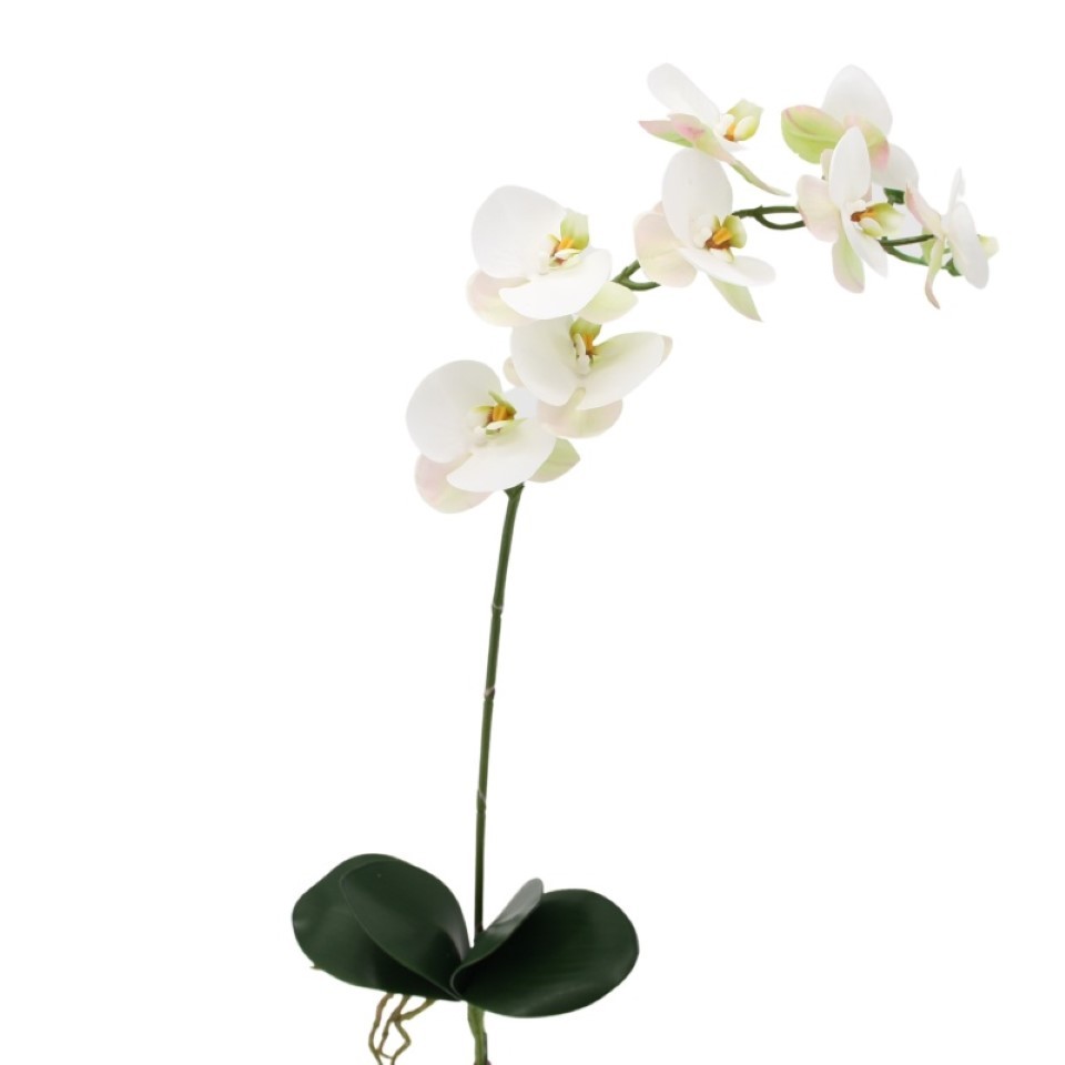 Phalaenopsis/Orchideenrispe m. Blatt creme H90cm