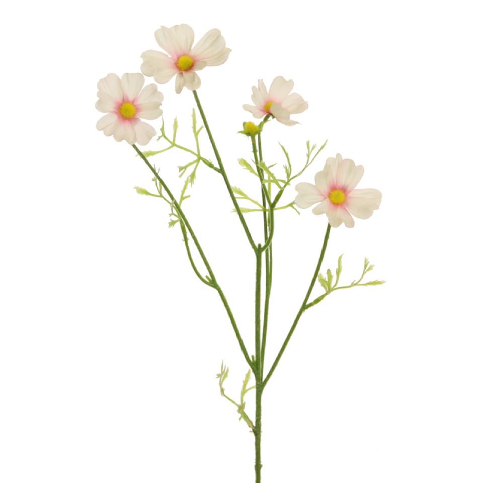 Cosmea 68 cm creme