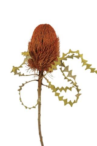 Banksia Speciosa orange