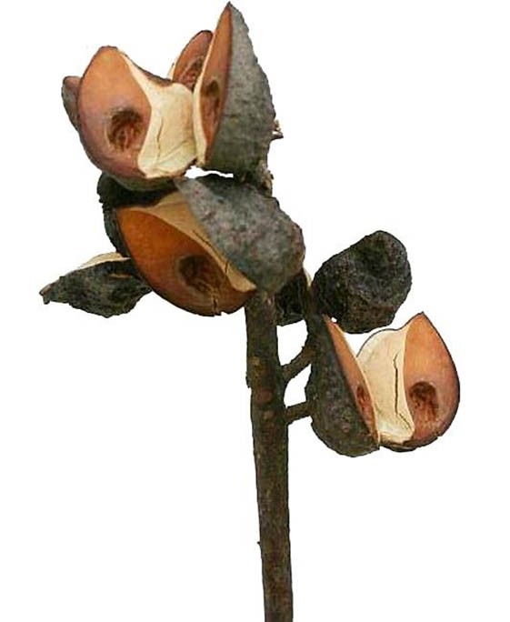 Hakea 5-9 Schoten natur