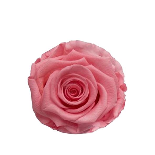 Rose "Extra" stabilisiert Tender Rosa NETTO Rose "Extra" stabilisiert Tender Rosa NETTO
