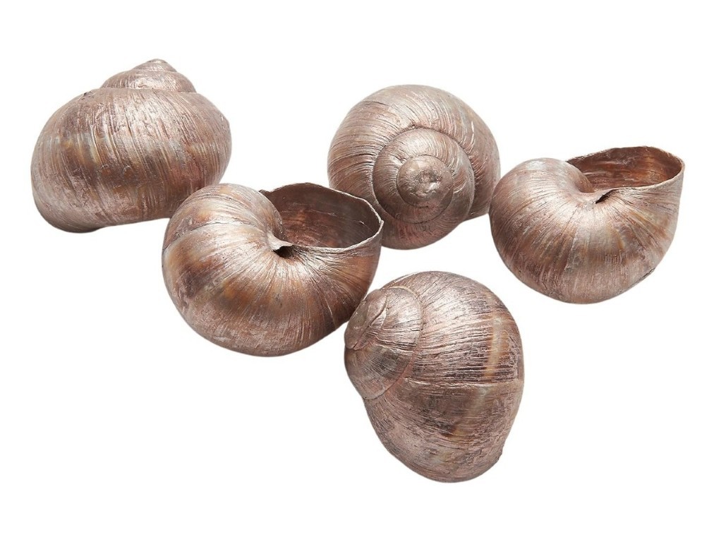 Landschnecke groß champagner
