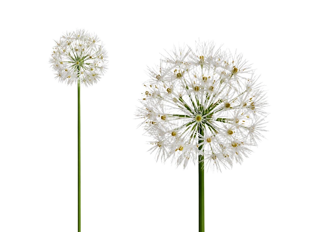 Pusteblume weiß L68cm D10cm NETTO