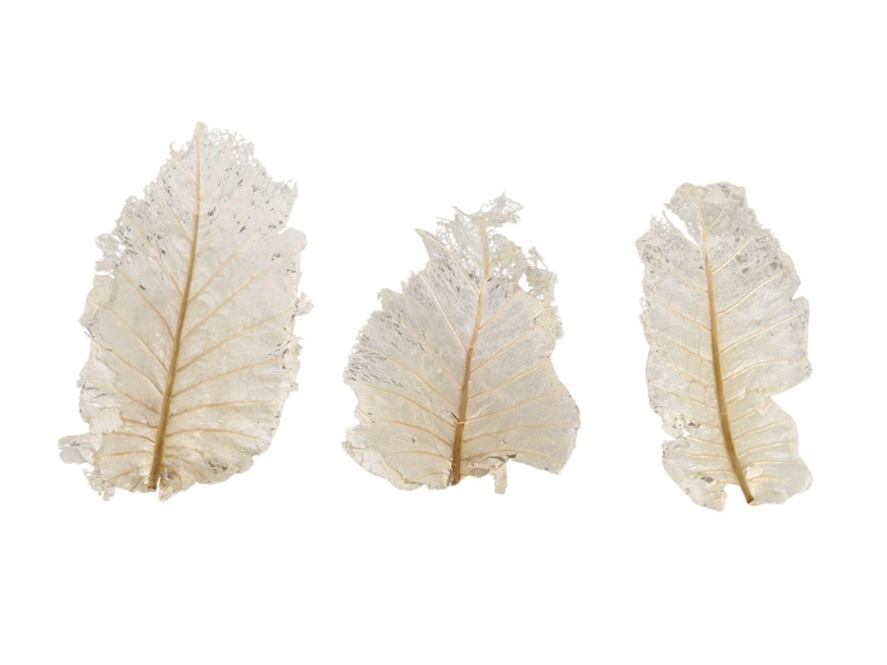 Oak Blatt gebleicht