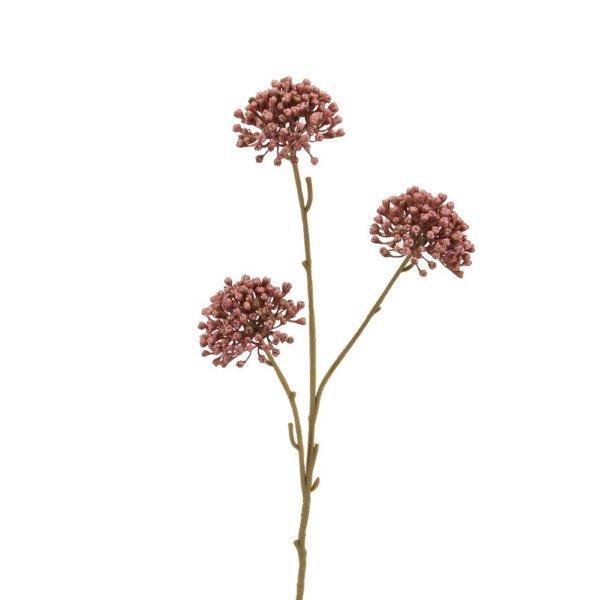 Allium x 3 Blüten,  60cm mauve
