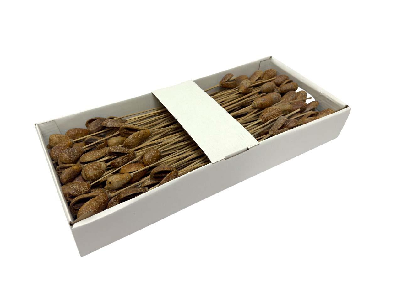 Bagon Frucht gestielt D4-5cmH4-5cmL30-35cm natur