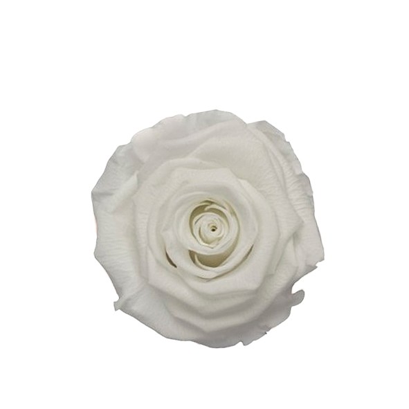 Rose "Extra" stabilisiert H6cmD6,5cm Angelical weiß NETTO
