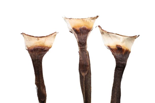 Agave spezial D12L35cm 2,5kg ca. 55 Stück natur