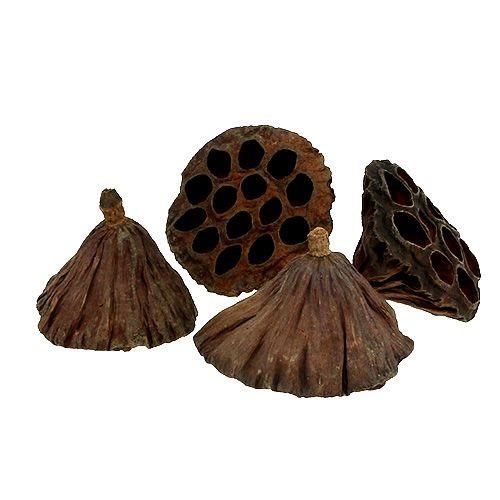 Lotos D10-12cm natur