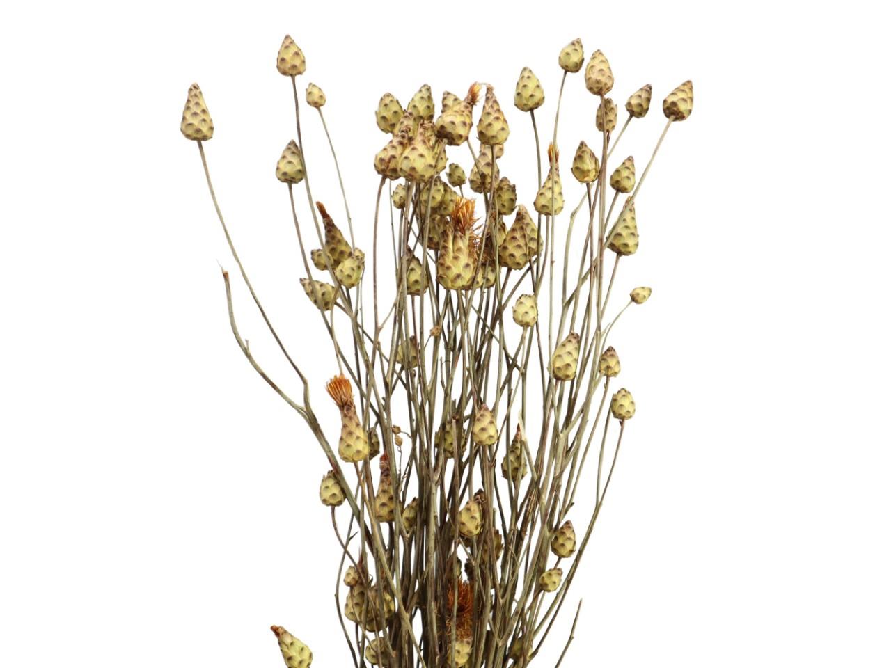 Mini Artischocken natur 100gr.