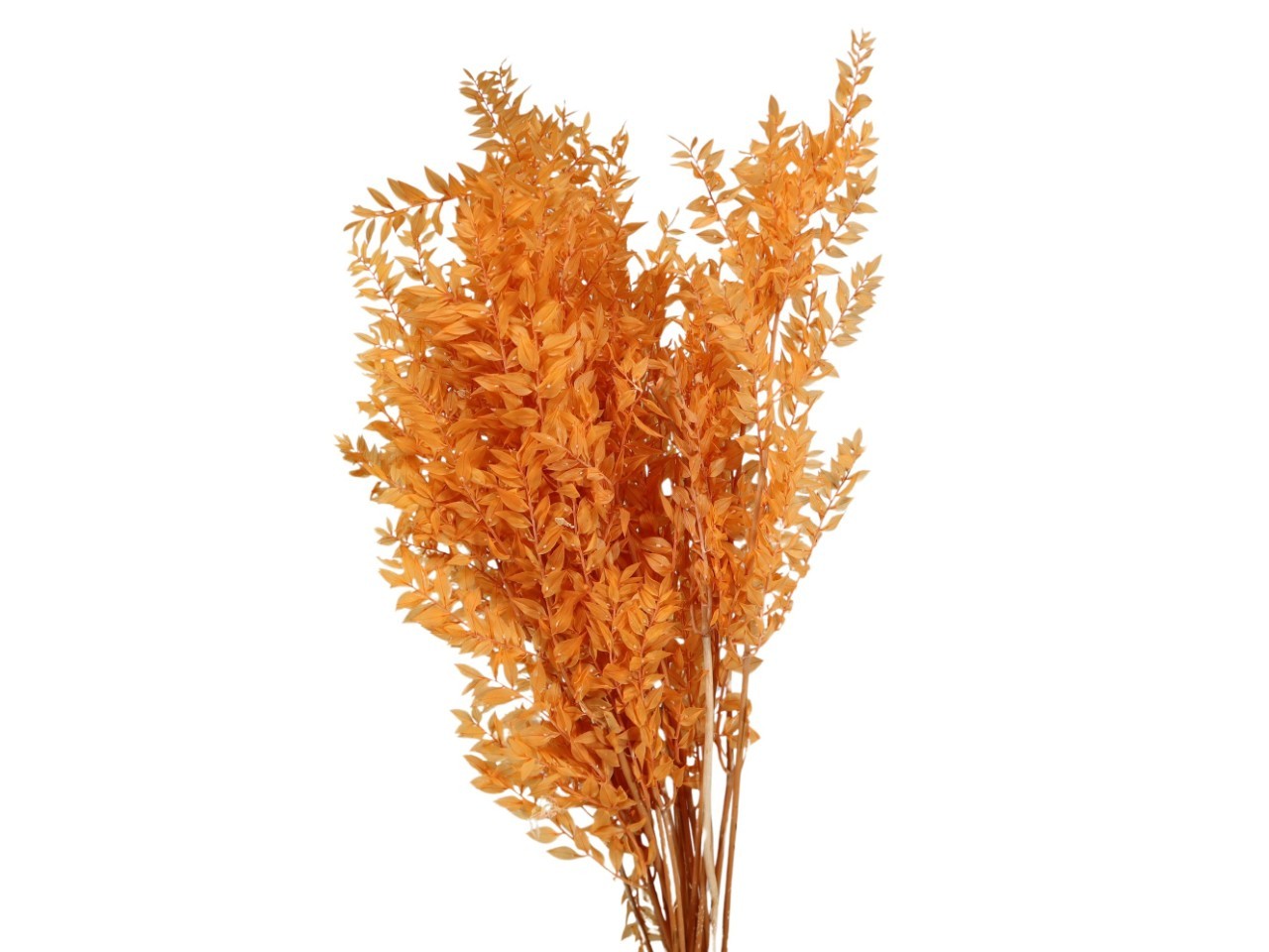 Ruskus 400 gr. sand34