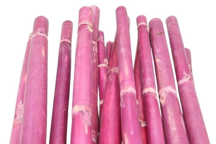 Canna Stiele 1Meter orchidee68 M