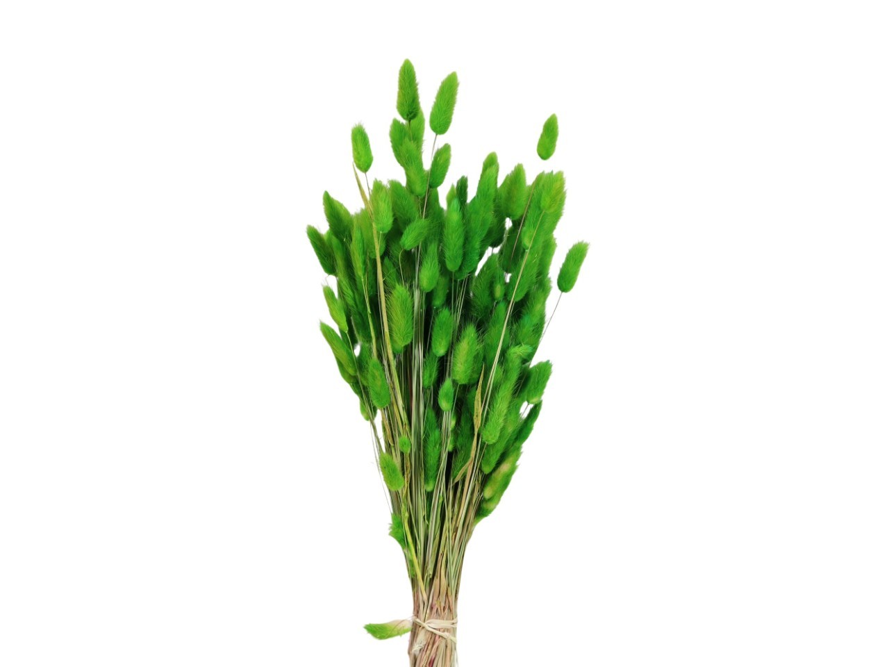 Lagurus apfelgrün 100gr.