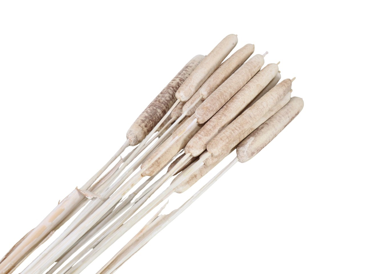 Schilfkolben geraspelt extra white washed L120cm