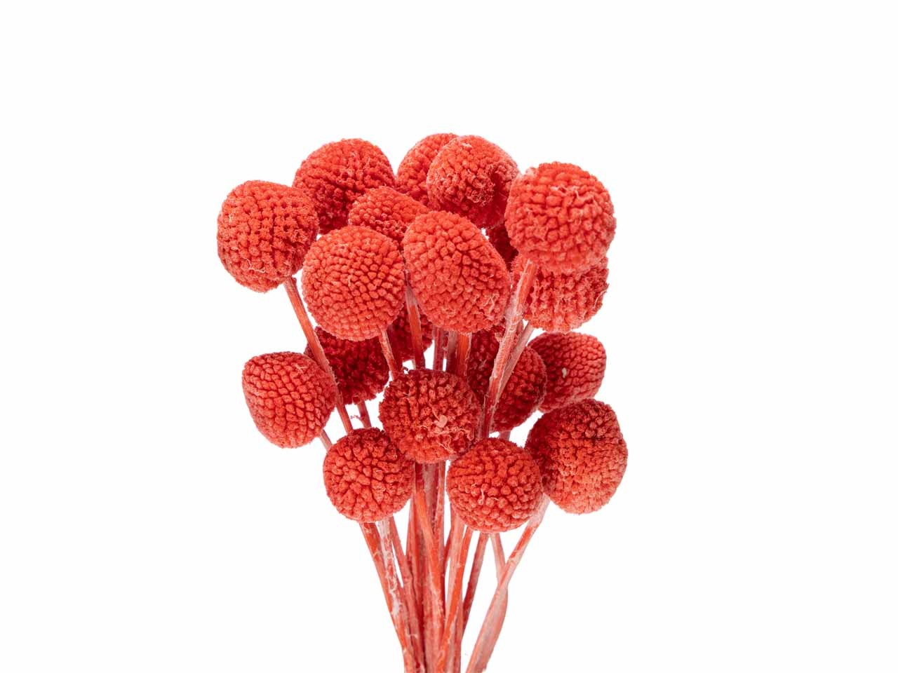 Craspedia rot  L50-60cm Bund m. 20 Stück