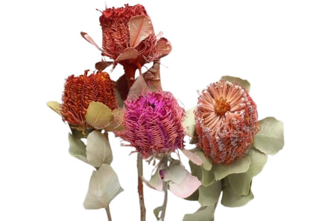 Banksia Coccinea D9 L40cm farbig sortiert